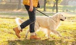 यदि कुकुर पाल्न चाहानुहुन्छ भने यी कुरामा ध्यान दिनुस् 