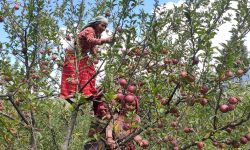 मुस्ताङमा स्याउ टिप्न सुरु