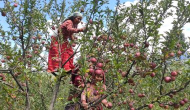 मुस्ताङमा स्याउ टिप्न सुरु