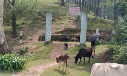 जब बैतडीको भताभुङ्ग हिरापुर पार्कका देवता रिसाए