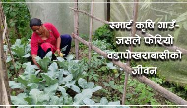 विषादी प्रयोग गर्न छोडेपछि कसरी भयो कृषि उत्पादनमा वृद्धि