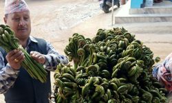 बागलुङमा दोवाको निउरो