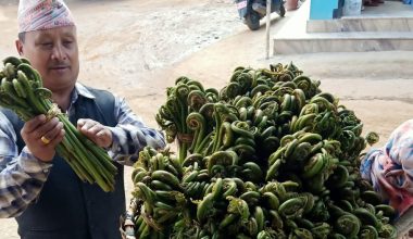 बागलुङमा दोवाको निउरो