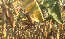 चितवनको केरामा पानामा टिआर–४ को उच्च जोखिम