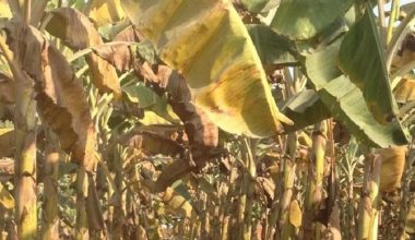 चितवनको केरामा पानामा टिआर–४ को उच्च जोखिम