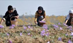 विश्वप्रसिद्ध काश्मिरी केशर संकटमा