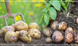 विश्वको जुनसुकै भेगमा पाइन्छ आलु