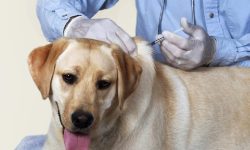 World Rabies Day today