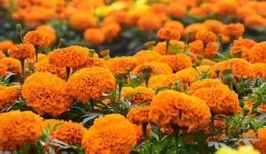 सयपत्री फूलबाट बाह्रै महिना आम्दानी