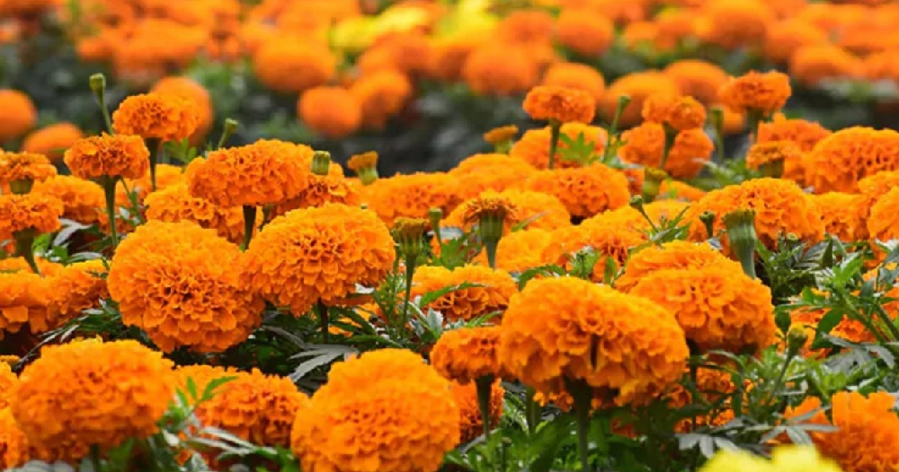 फाइल तस्बिर