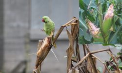 सुगाको बथानले मकैबाली सखाप