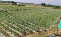 खाद्य उत्पादन र जैविक विविधताको सुरक्षामा खतरा