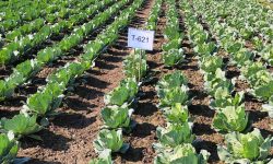 तरकारी खेतीबाट २५ लाख बढी आम्दानी