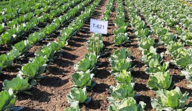 तरकारी खेतीबाट २५ लाख बढी आम्दानी