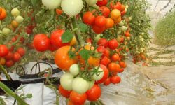 ५०० वर्षअघि नेपालमा टमाटर पाइँदैनथ्यो