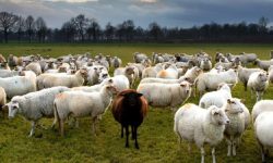 तिहारका लागि मुस्ताङबाट चार हजार भेडाच्याङग्रा बिक्री