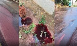 पोर्चुगलमा बग्यो वाइनको नदी