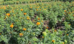 देवचुलीमा सामूहिक पुष्प खेती