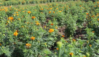 देवचुलीमा सामूहिक पुष्प खेती