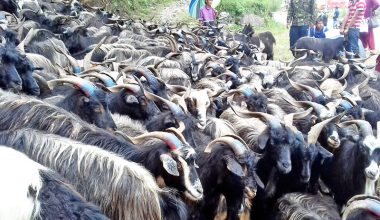 च्यांग्राको मूल्य महँगो, स्थानीय खसीबोकाको छैन भाउ