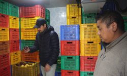 स्याउ कुहाएर फाल्नुपर्ने समस्या हट्यो