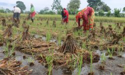 वर्षाले धानबालीमा क्षति