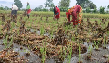 वर्षाले धानबालीमा क्षति