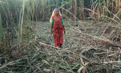 जङ्गली हात्ती उखु बालीमा पसेपछि …