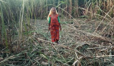 जङ्गली हात्ती उखु बालीमा पसेपछि …