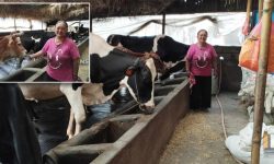 ३५ लाख लगानीमा गाई फार्म, दूध बेचेरै मासिक ३ लाख आम्दानी