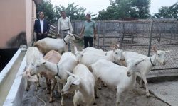 बाख्राको दूधबाट बनेको चिजको माग उच्च