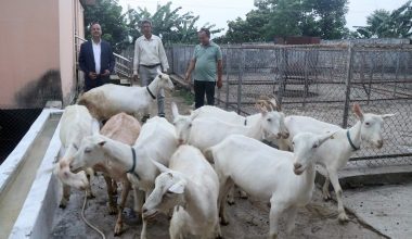 बाख्राको दूधबाट बनेको चिजको माग उच्च