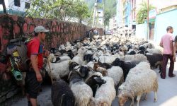भेडाच्याङ्ग्रा बेच्न जुम्लाबाट हिँडेर १७ दिनमा बेनी