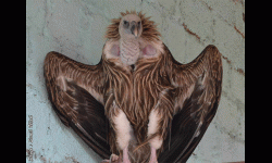 गिद्धे अर्थात पापांकुशा एकादशी आज