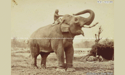 जंगबहादुरको हात्ती जंगप्रसाद