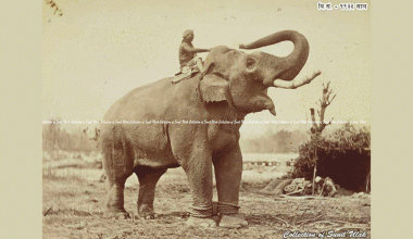 जंगबहादुरको हात्ती जंगप्रसाद