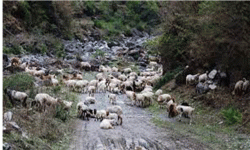 बेसी झर्न थाले भेडीगोठ