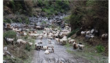 बेसी झर्न थाले भेडीगोठ