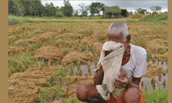 विपत्ले ३० वर्षमा ३८ खर्ब डलरको बाली नोक्सान