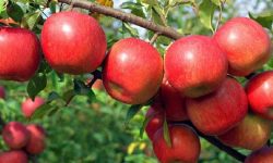 भारतीय सीमा जोडिएका नेपाली बजारमा पनि कर्णालीको स्याउ