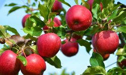 उपभोक्ताको पहिलो रोजाइमा मुस्ताङको स्याउ