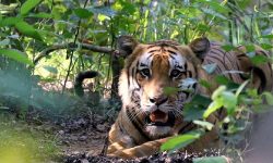 बाघको आक्रमणबाट महिनामा चारजनाको भृत्यु