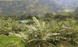 वर्षा र हावाहुरीले केराखेतीमा क्षति