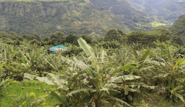 वर्षा र हावाहुरीले केराखेतीमा क्षति