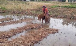 बेमौसमी वर्षाले किसान दुःखी