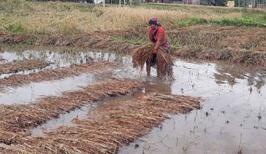 बेमौसमी वर्षाले किसान दुःखी