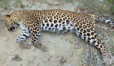 पर्वतको बिहादीमा मृत अवस्थामा चितुवा फेला