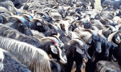 मुस्ताङबाट तेइस करोडको च्याङ्ग्रा निकासी, प्रतिगोटा ४० हजार रुपैयाँ