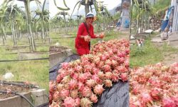 तनहुँमा फस्टाउँदो ड्रागन खेती