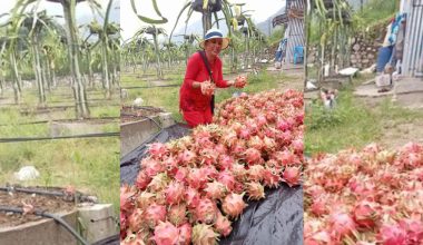 तनहुँमा फस्टाउँदो ड्रागन खेती